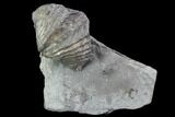 Brachiopod (Mucrospirifer) Fossil - Windom Shale, NY #95949-1